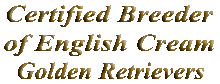 Breeder of English Cream Golden Retrievers photo